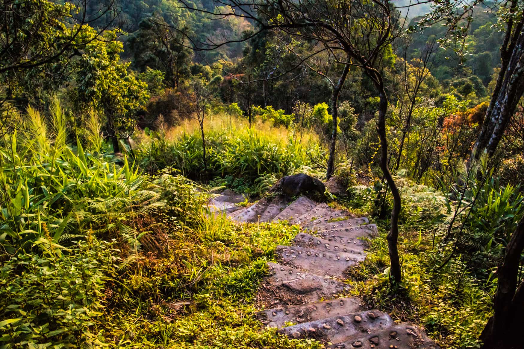 "Jaco Steps" Stufen im Wald, Dominica 