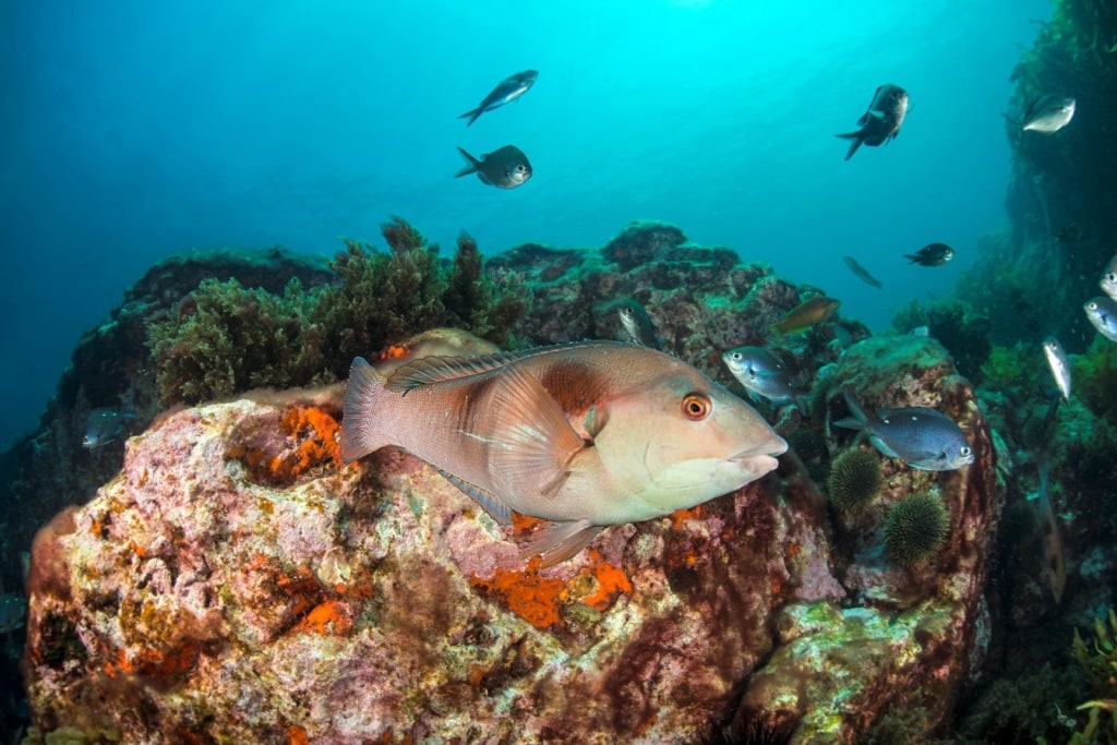 Fisch Neuseeland