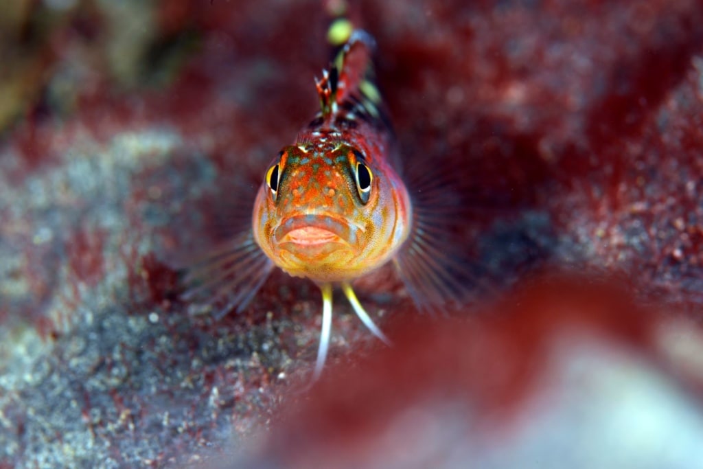 Fisch in Neuseelands Gewässern