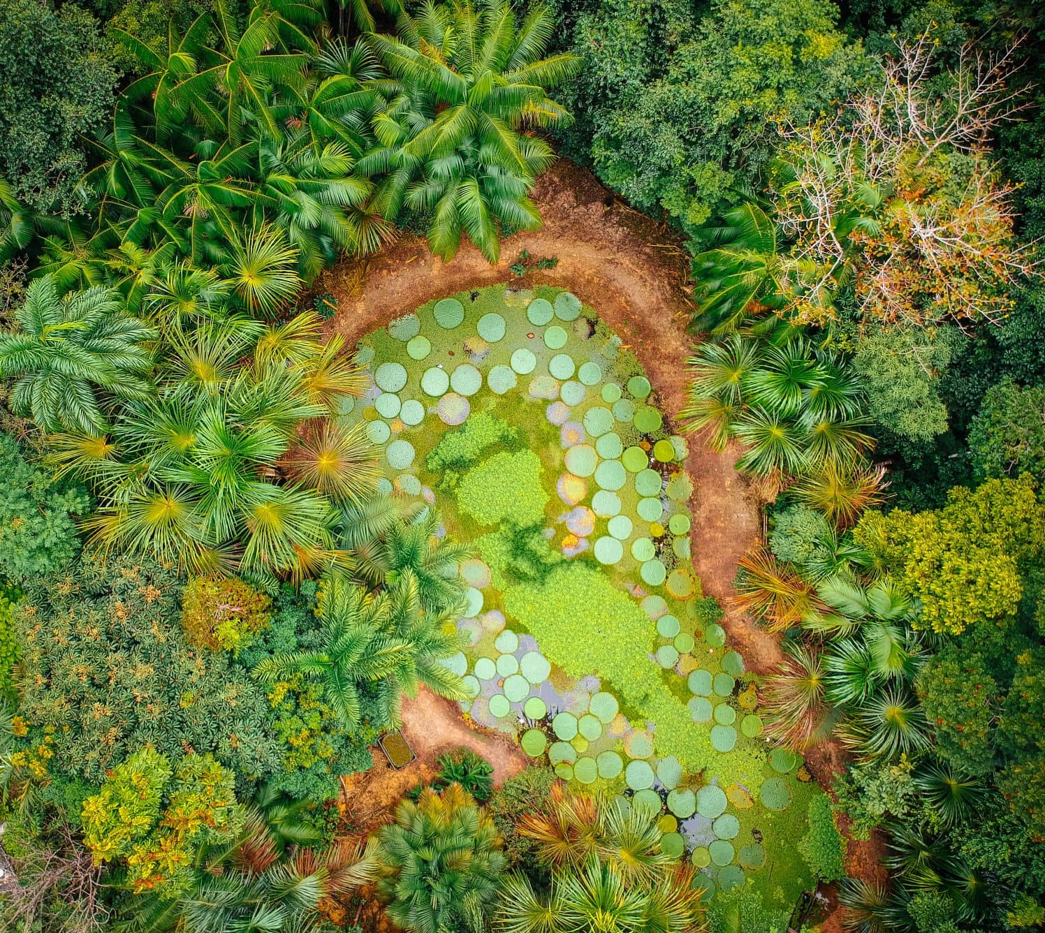 Botanischer Garten in Manaus