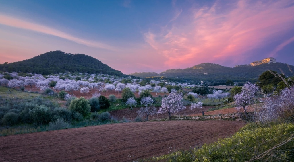 Mandelblüte auf Mallorca