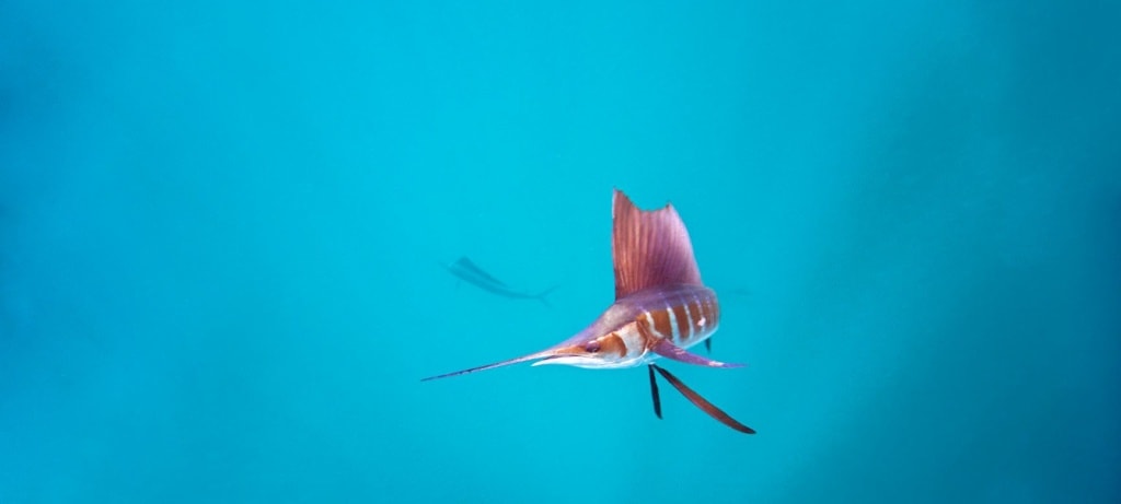 Segelfisch Mexiko,Fächerfisch