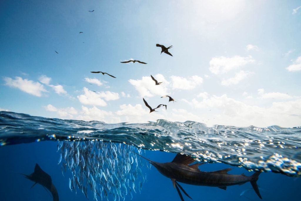 Segelfisch beim Jagen