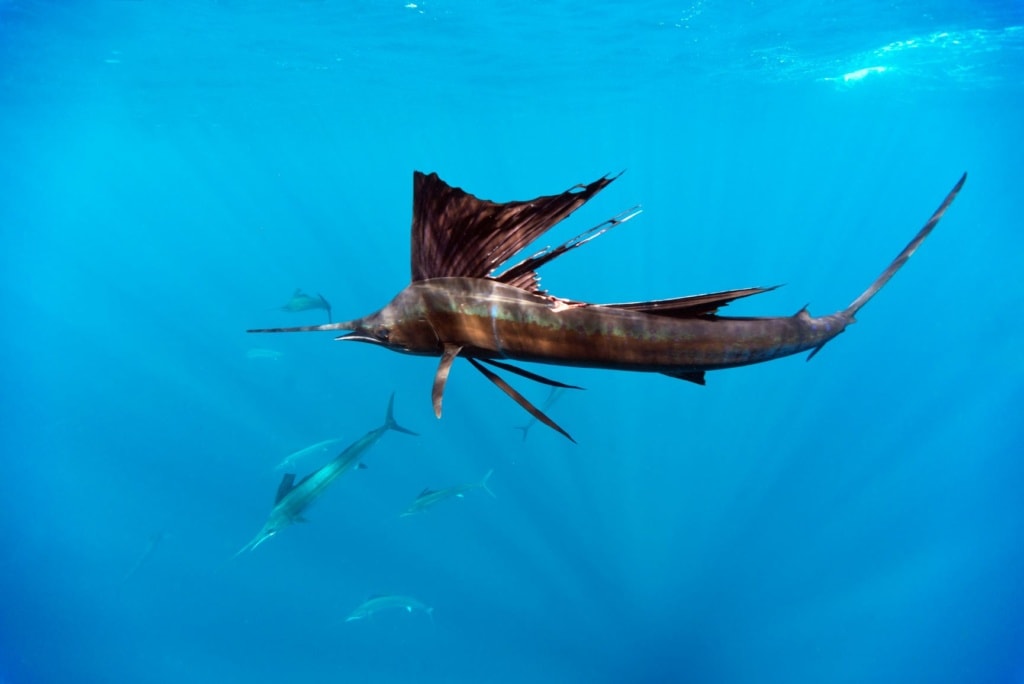 Segelfische