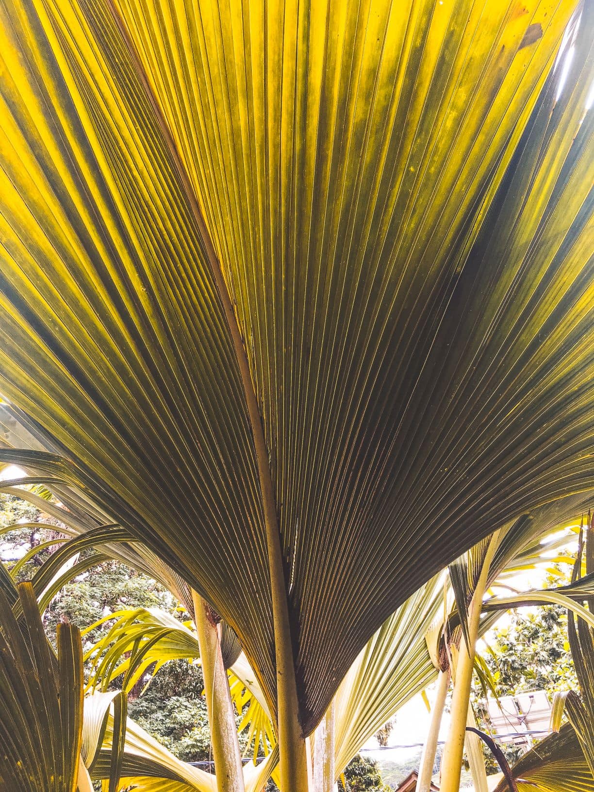 Cocodemer Palme