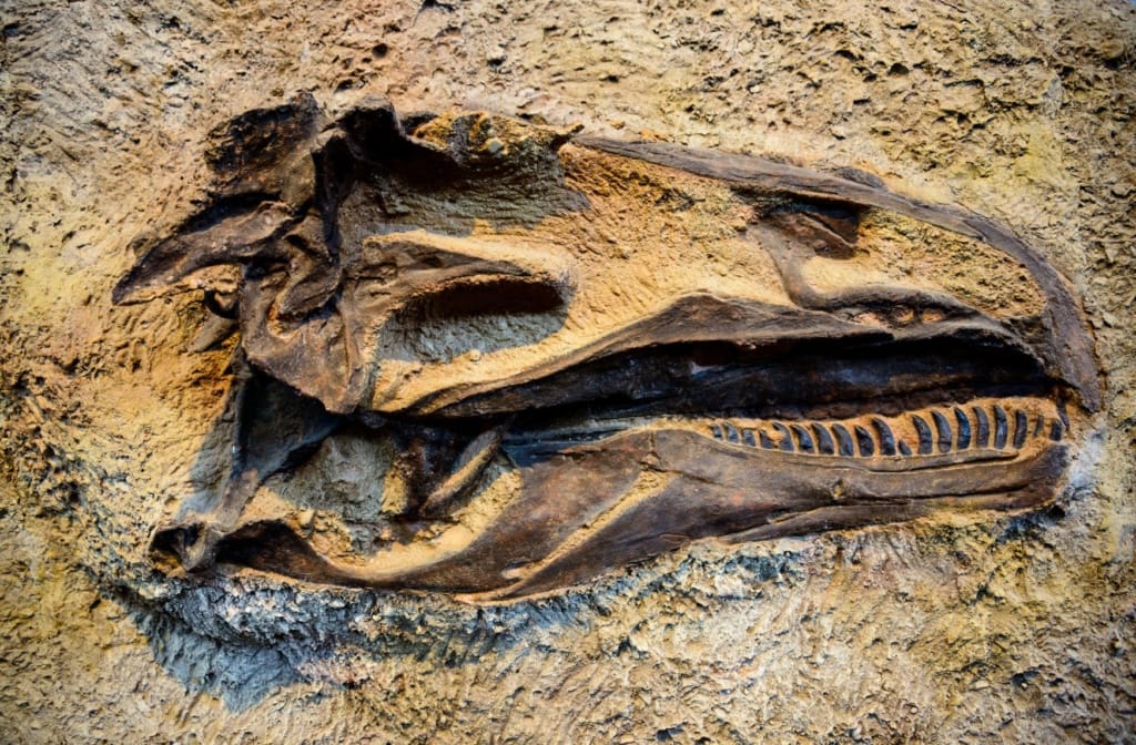 Dinosaurier Fund Utah Vernal