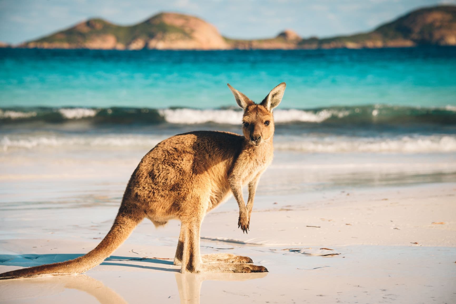 Känguru am Lucky Bay in Australien 