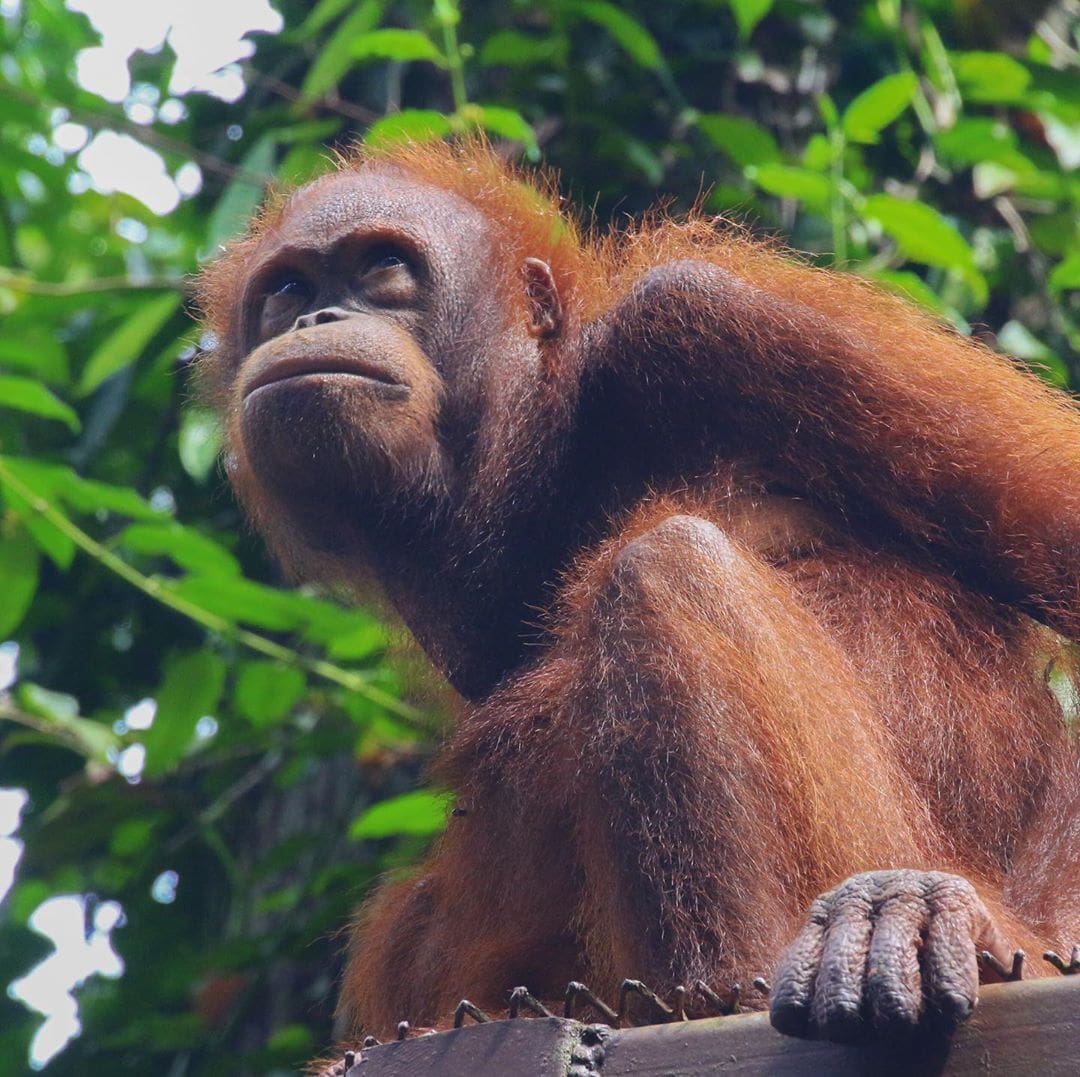 Na, wen haben wir denn da? Ein Orang-Utan gespottet auf Borneo. Heute ist der Internationale Tag des Orang-Utans, der auf den südostasiatischen Inseln Sumatra und Borneo lebt. Seit vielen Jahren gilt der Orang-Utan als bedroht, da durch die Zerstörung der Regenwälder u.a. für die Produktion von Palmöl immer mehr Lebensraum zerstört wird. #orangutans #wildlife #borneo #sumatra #internationalorangutanday #travel #saveorangutans #wildlifeplanet #nature #indonesia #malaysia #reportervorort #travelgram