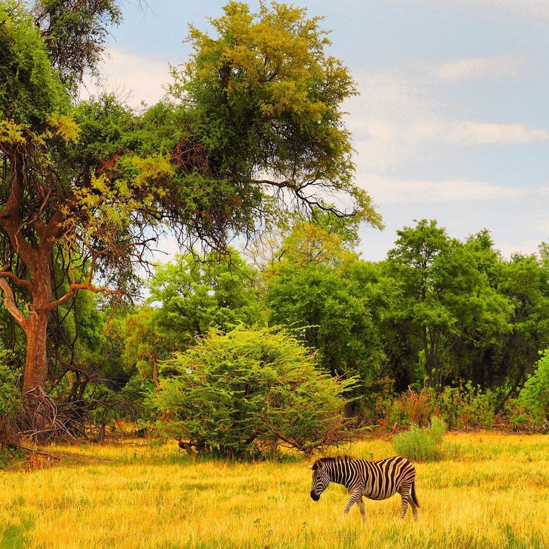 Wunderschön. Mit einem Wort lässt sich die #Natur im Okavango-Delta in #Botswana beschreiben. So beeindruckend, dass es keine „once in a lifetime“-Erfahrung bleiben darf.
#botswanasafari #botswanatourism #safari #wildlifephotography #reportervorort #zebra #outdoorproject #welivetotravel #welivetoexplore #travelgram #mytinyatlas #passionpassport