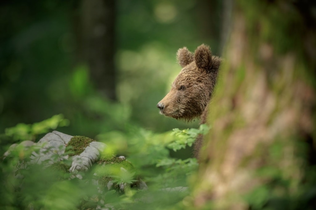 Bär in Slowenien