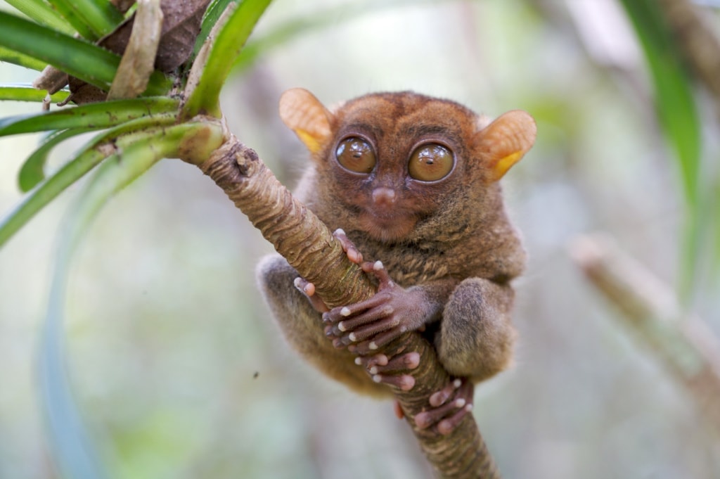 Tarsiers sind die kleinsten Affen der Welt – und nur auf den Philippinen beheimatet.