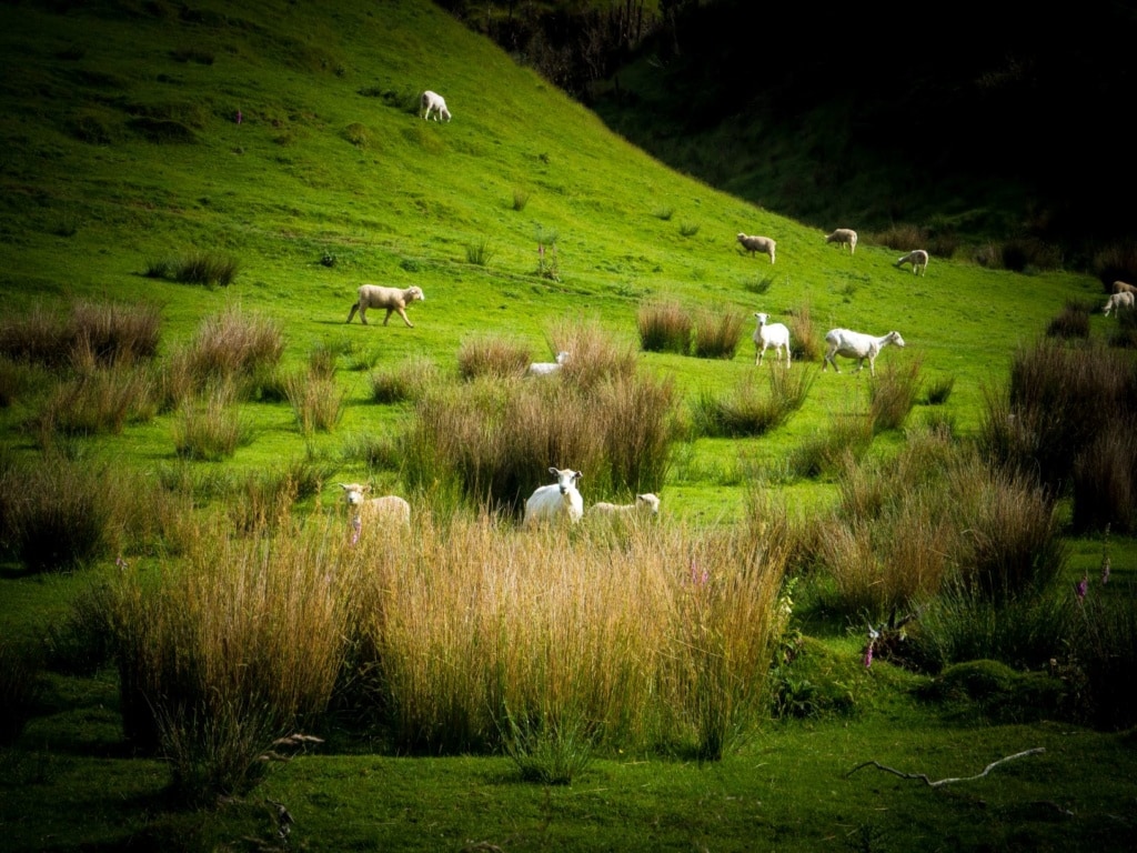 Schafe in Neuseeland