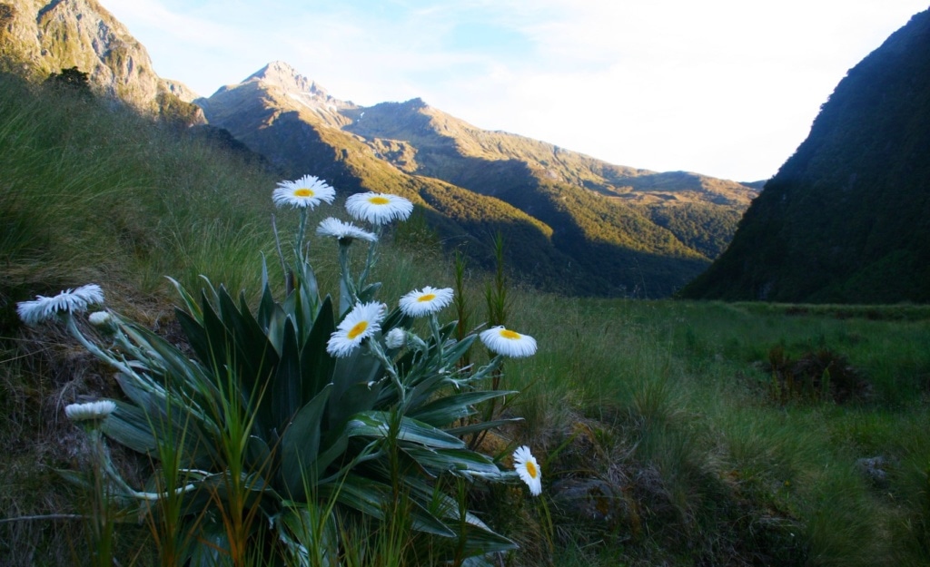 Der Gillespie Path in Neuseeland führt Wanderer in einsame, wilde Natur.