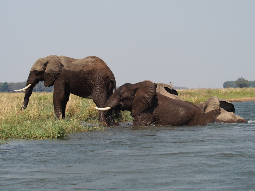 Eindrucksvoll steigt diese Gruppe junger Elefantenbullen vor dem Chikwenya Camp in Simbabwe aus dem Sambesi.