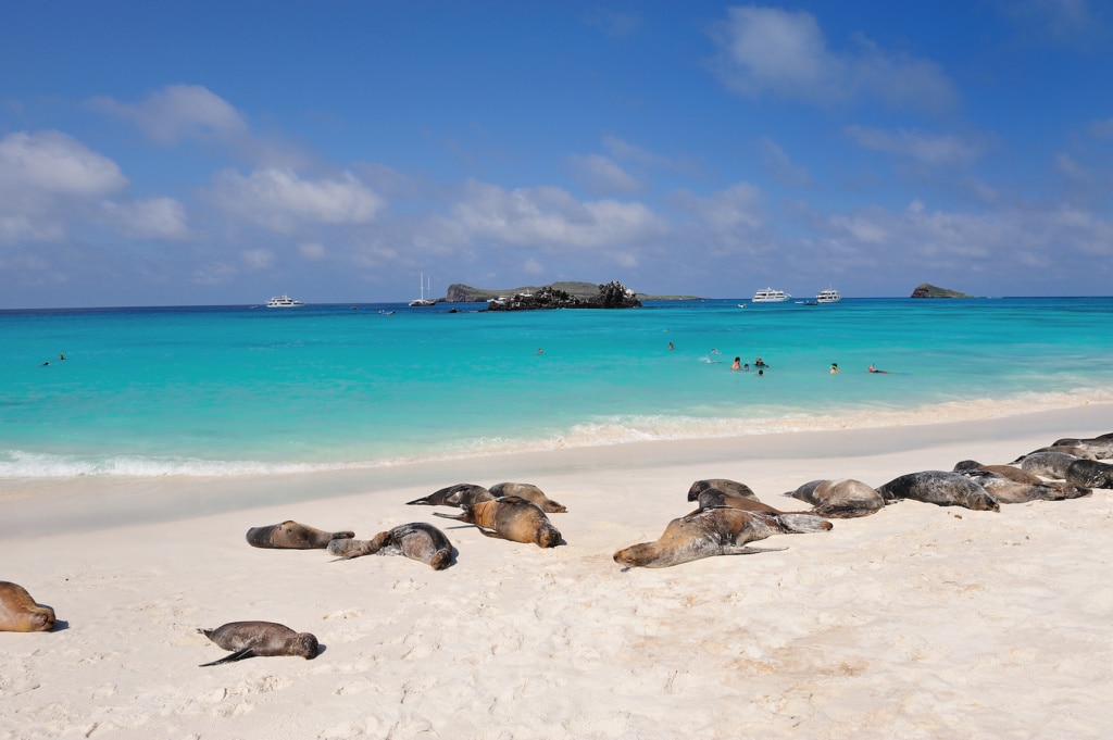 Galapagos-Seehunde sonnen sich am Paradiesstrand.