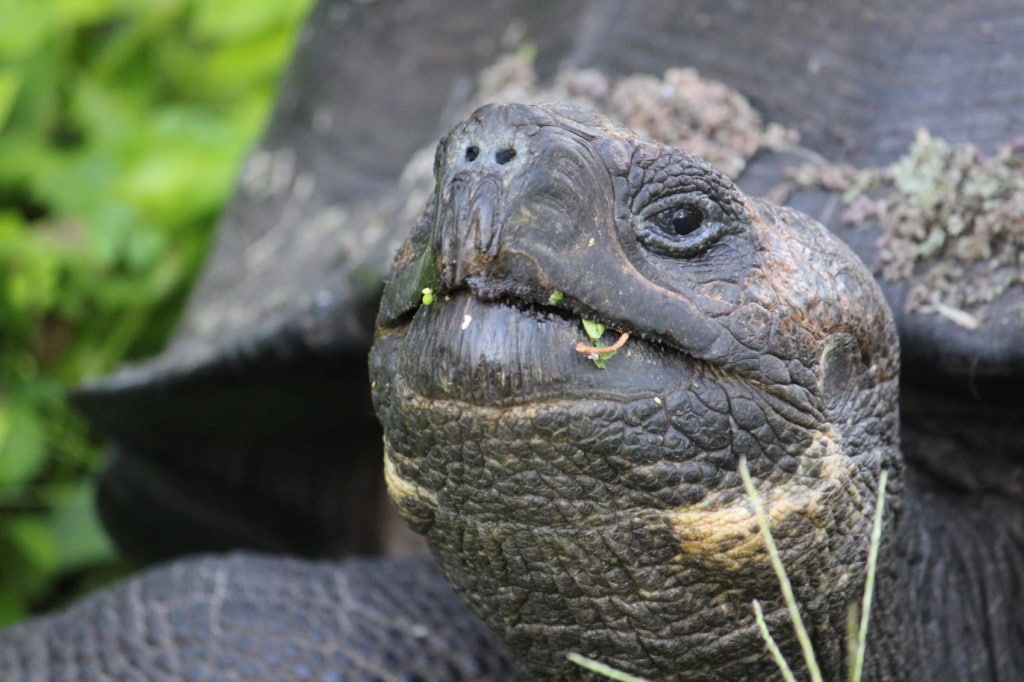 Lonesome George war eine Legende auf den Gagalapog Inseln. Auf dem Gelände der Pikaia Lodge tummeln sich unzählige Riesenschildkröten.