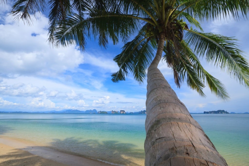 Kokosnusspalme am Strand von Koh Yao Noi