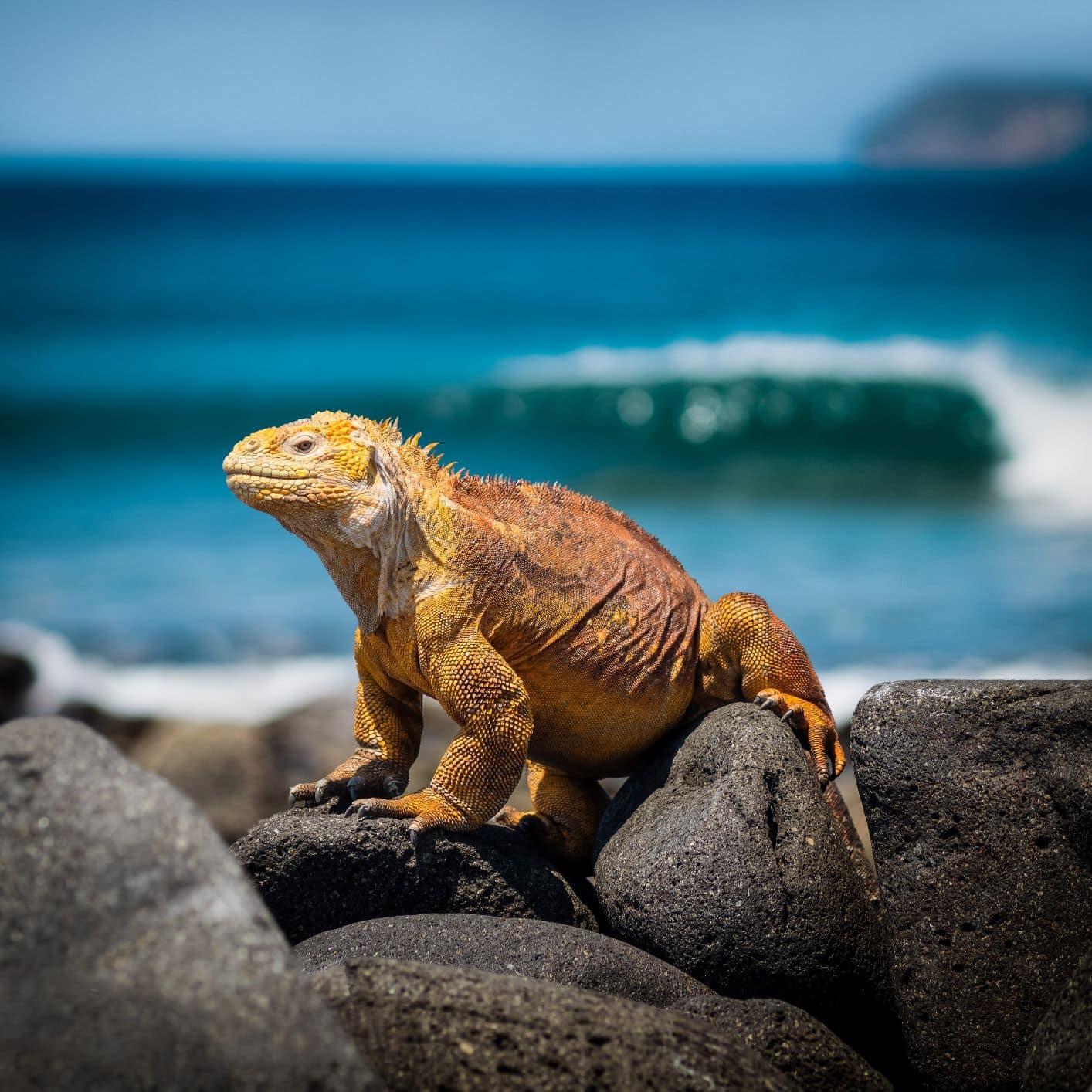 Meerechse auf den Galapagos-Inseln in Ecuador