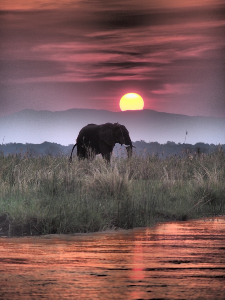 Dramatische Sonnenuntergänge am Sambesi bleiben unvergessen.
