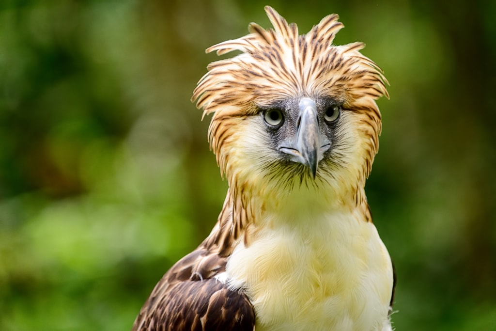 Der Philippine Eagle ist wunderschön – und leider stark bedroht.