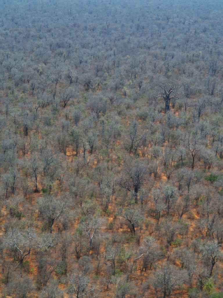 Beim Anflug auf das Chikwenya Camp in Simbabwe zeigt sich der namensgebende Affenbrotbaum.