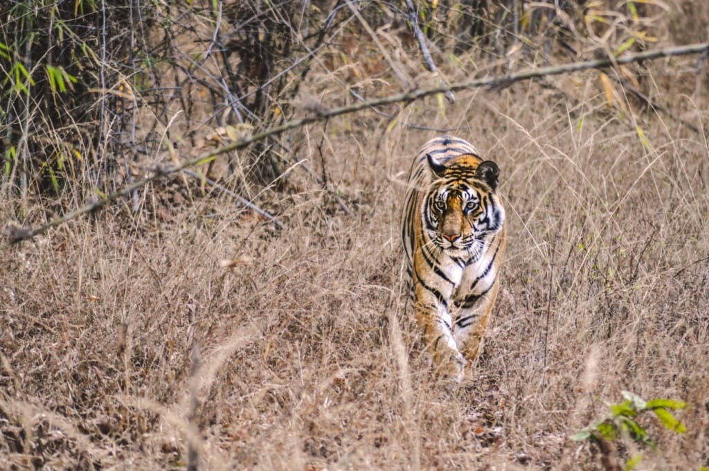 Tiger in Indien