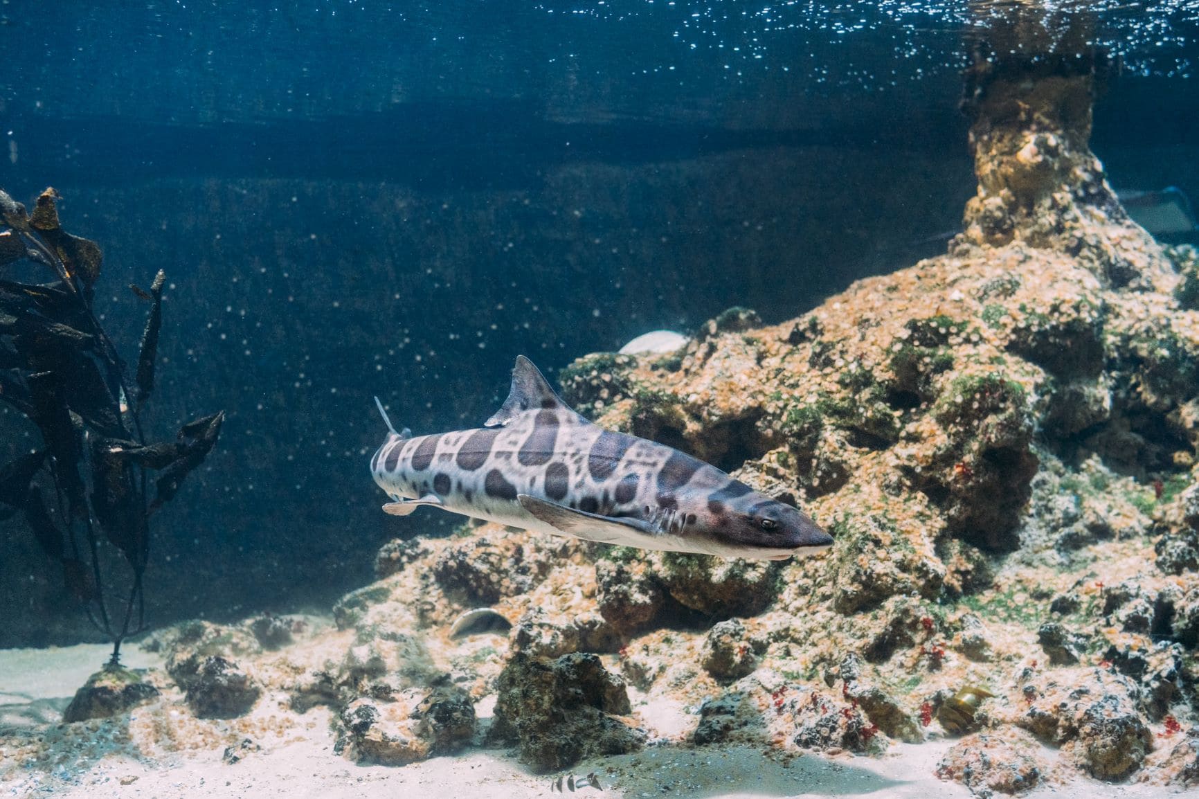 Tiger Rockfish