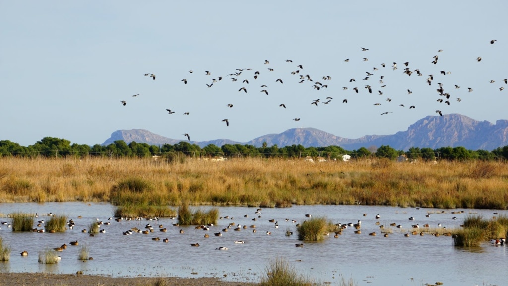 Mallorca-Tipps für Sparfüchse: Besuch des Albufera-Naturparks