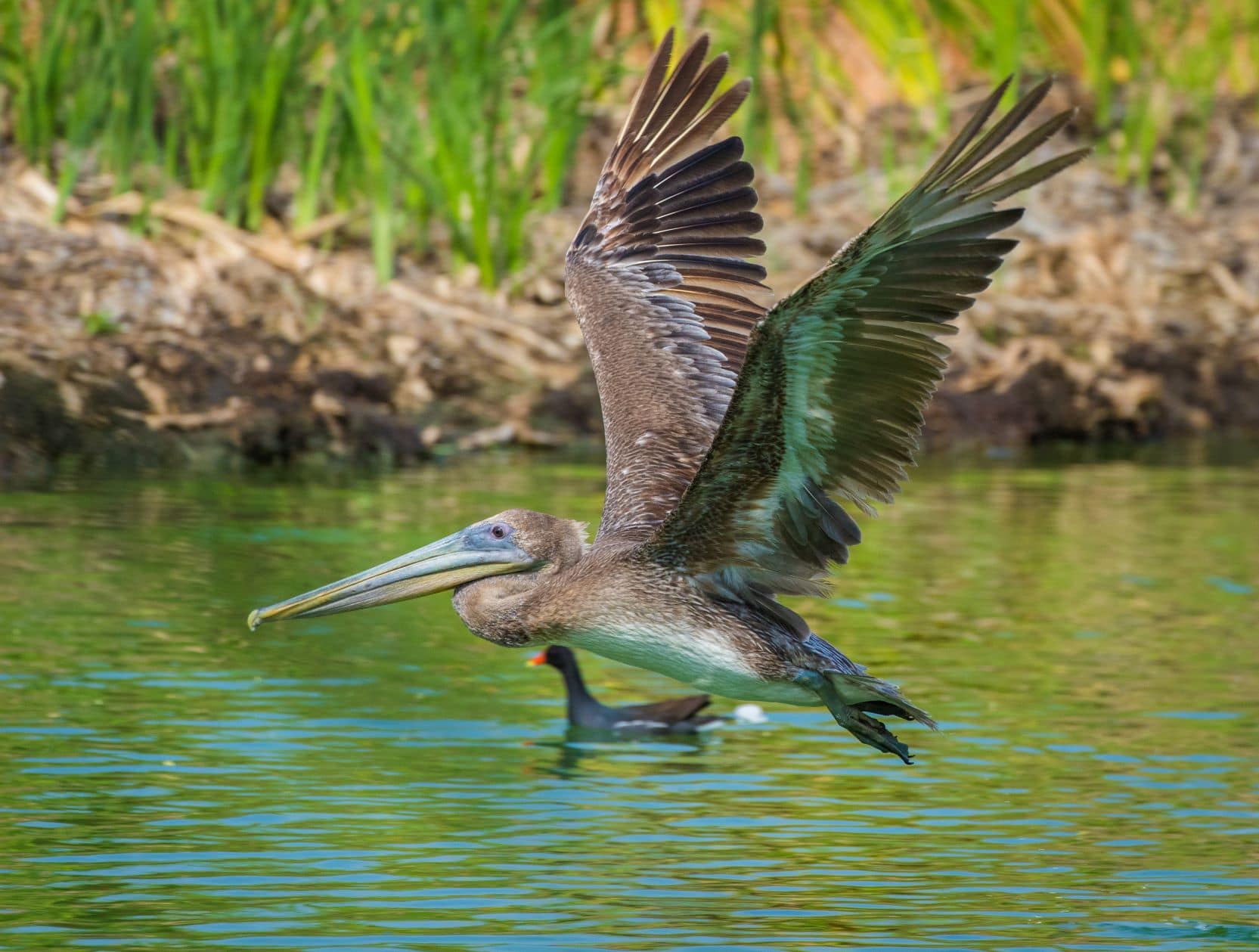Vogel im Bubali Bird Sanctuary