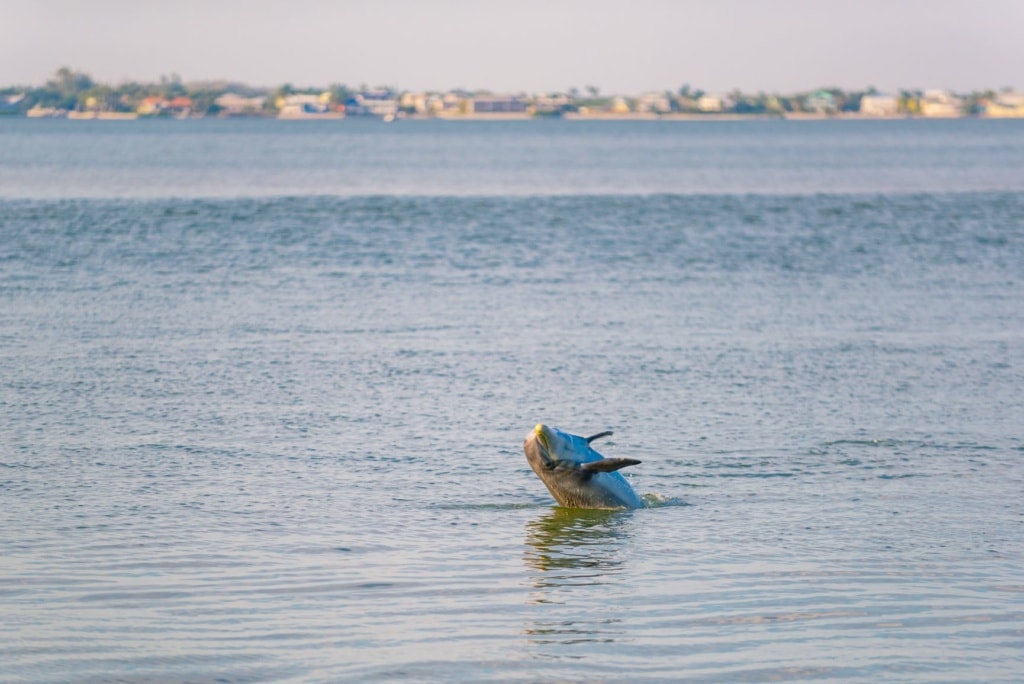 Delfin in Florida