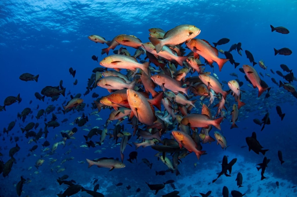 Fisch-Schwarm in den Gewässern vor der Insel Palau 