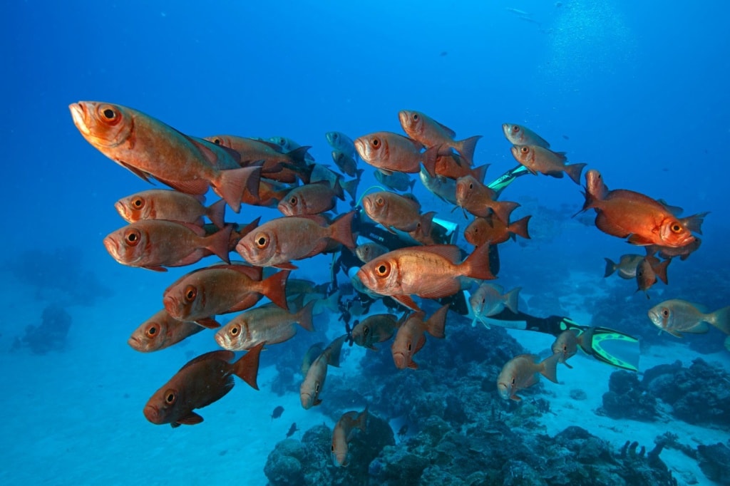 Tauchen in Palau: farbprächtiges Spektakel