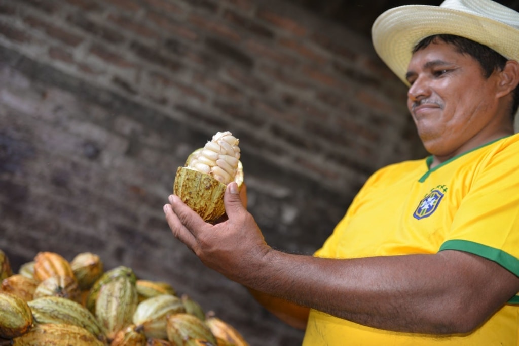 Kakaoplantage Hacienda La Carrera in El Salvador