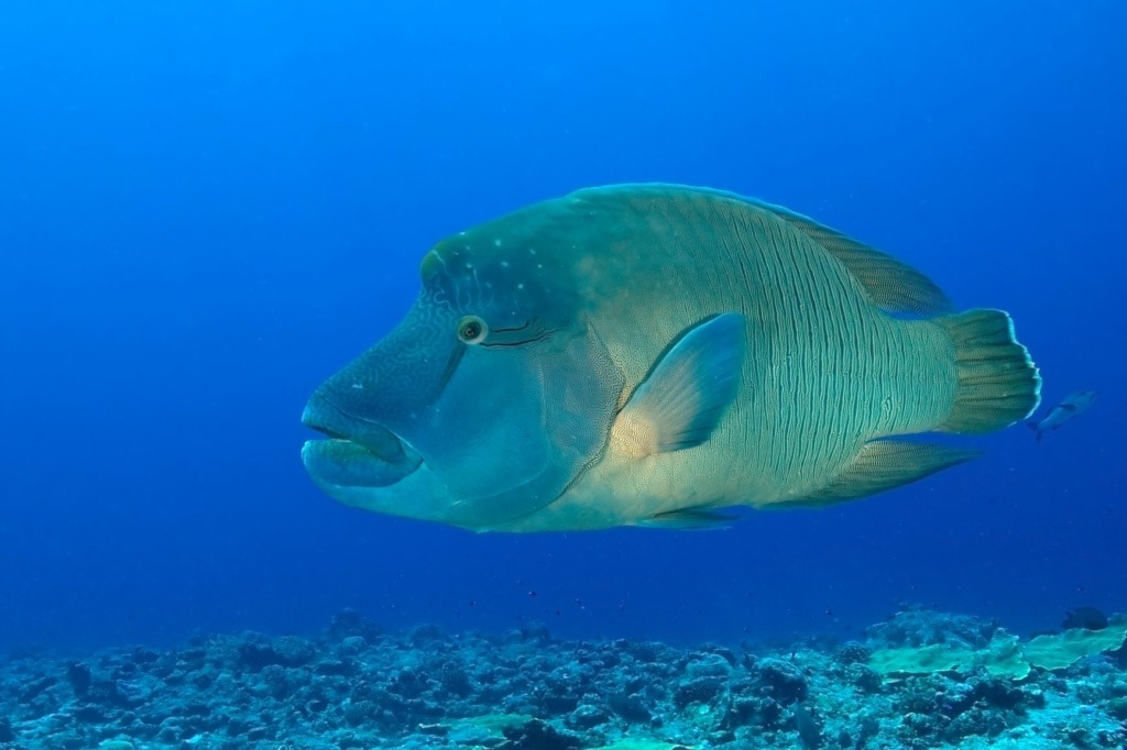 Tauchen in Palau: Mantaroche
