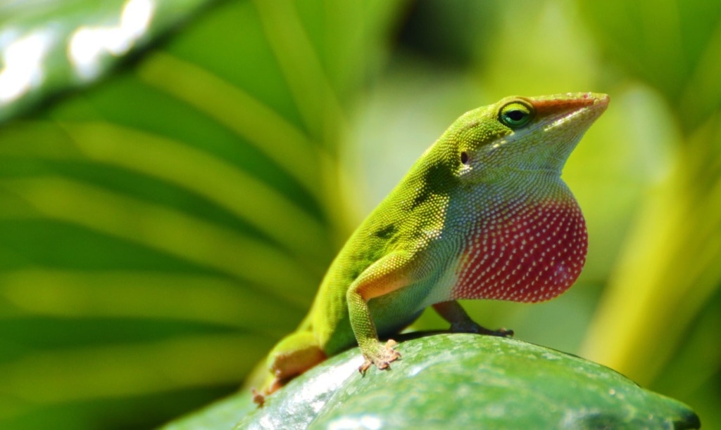 Anolis carolinensis