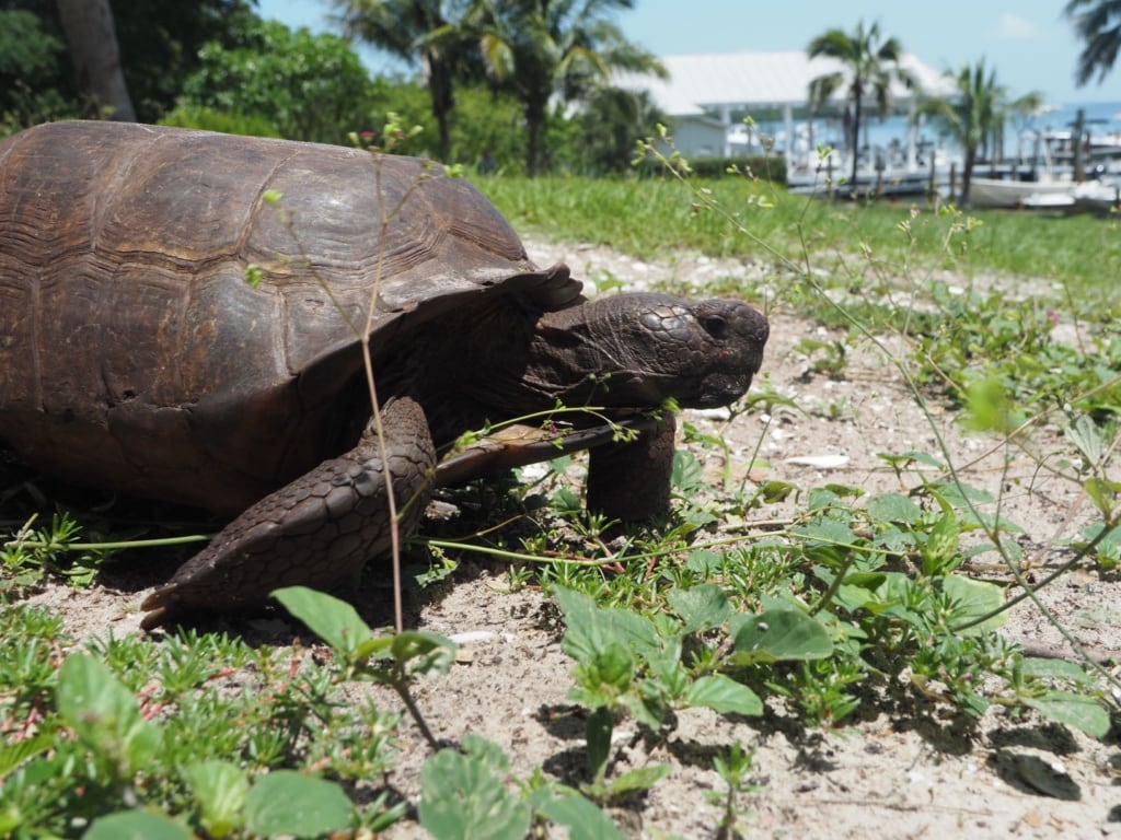Schildkröte in Florida