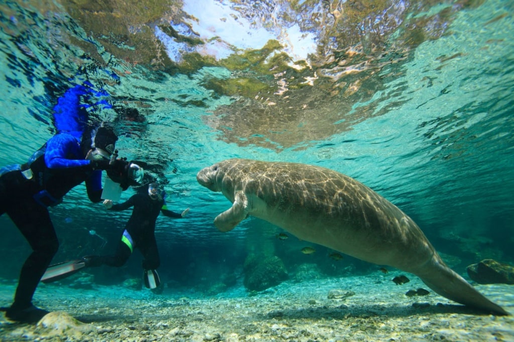 Taucher mit Seekuh in Florida