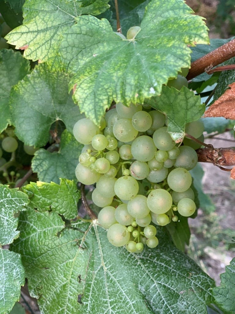 Weintrauben in der Champagne