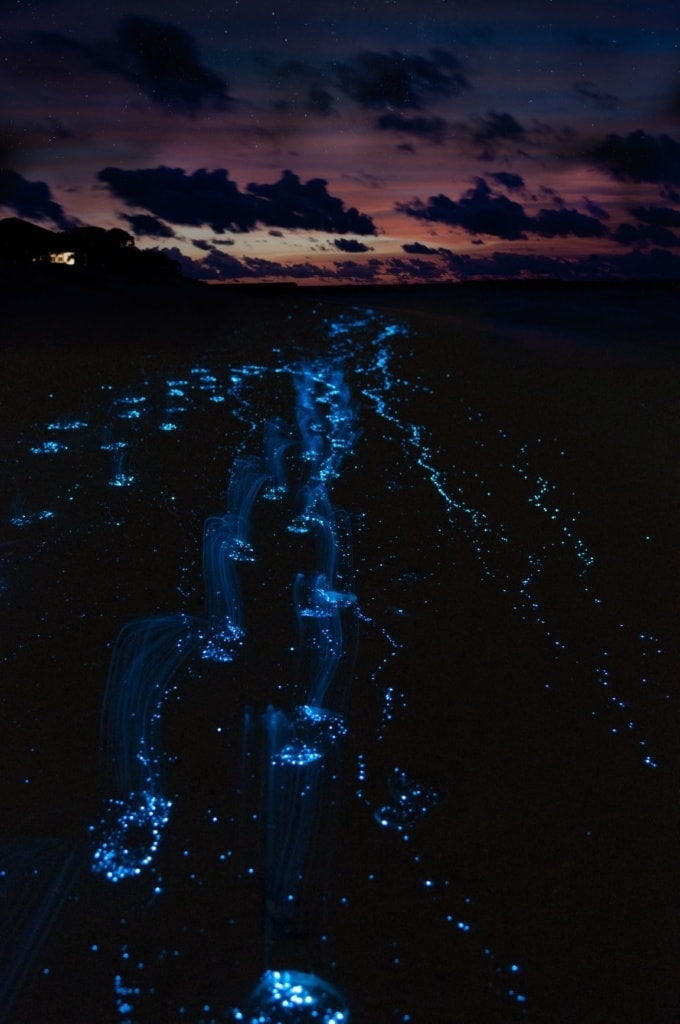 Dinoflagellaten