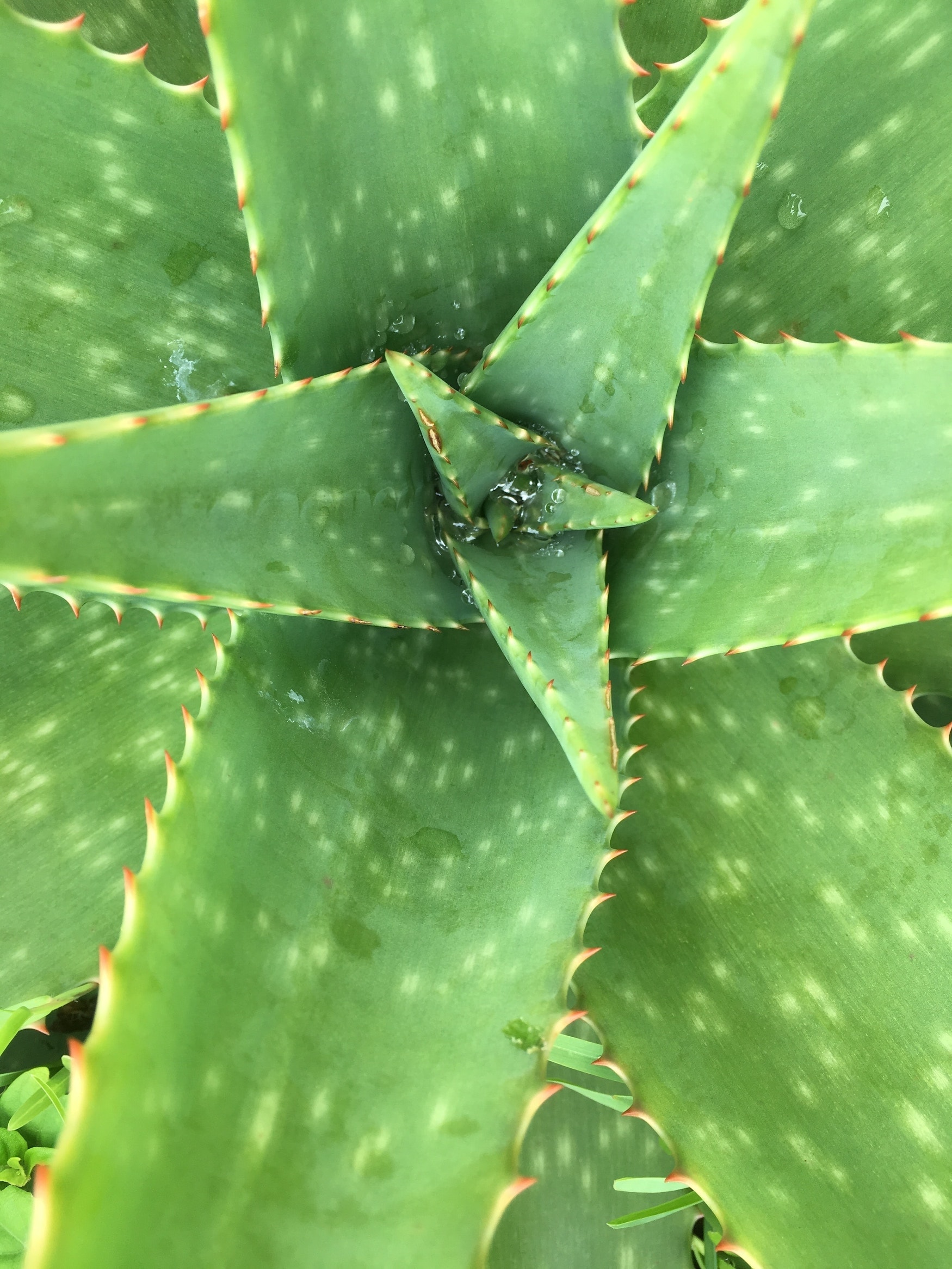 Aloe Vera auf Aruba