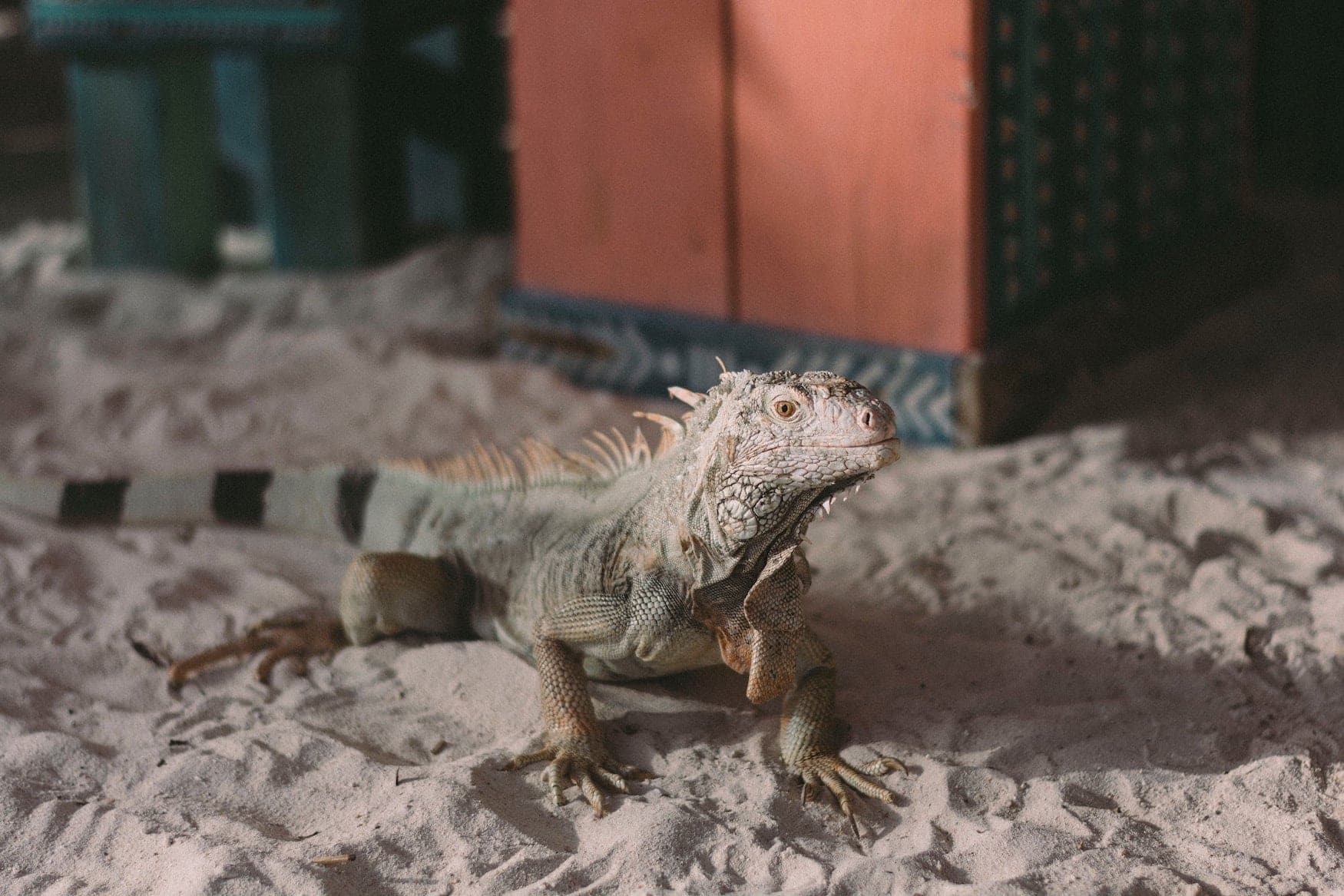 Leguan Aruba