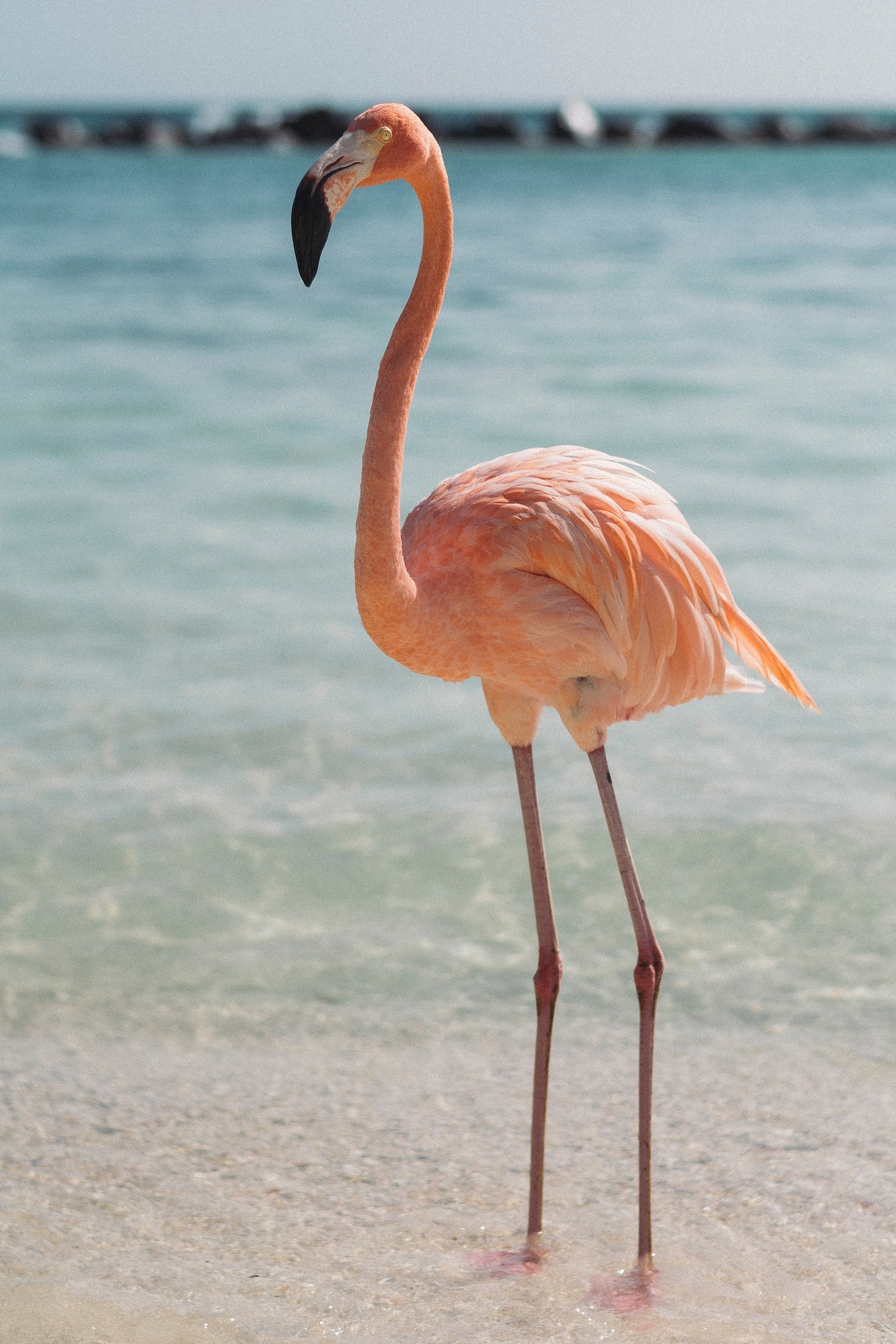 Flamingo Beach Aruba