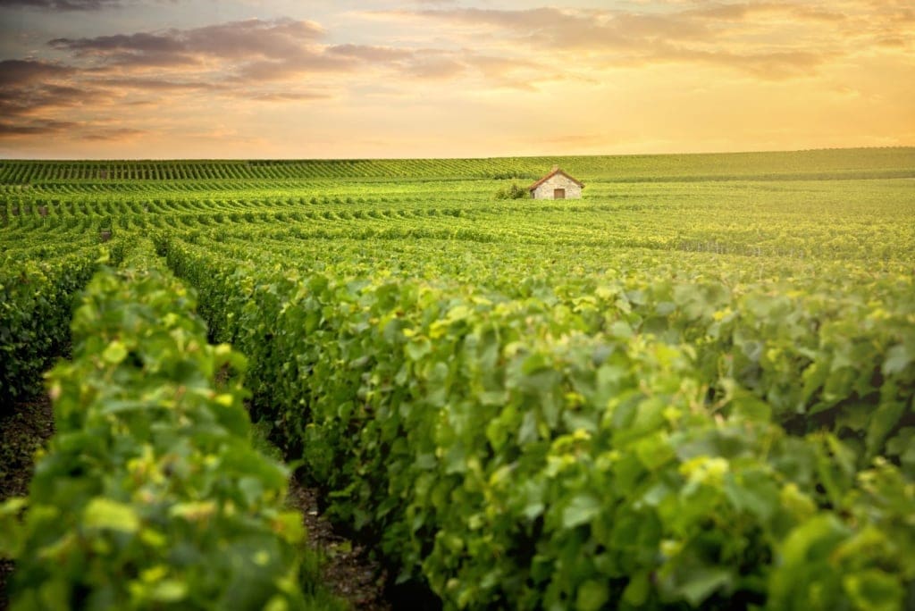 Champagne-Region in Frankreich