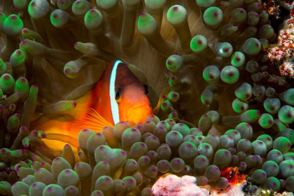 Goldfarbener Fisch in einem Korallenriff in Fidschi