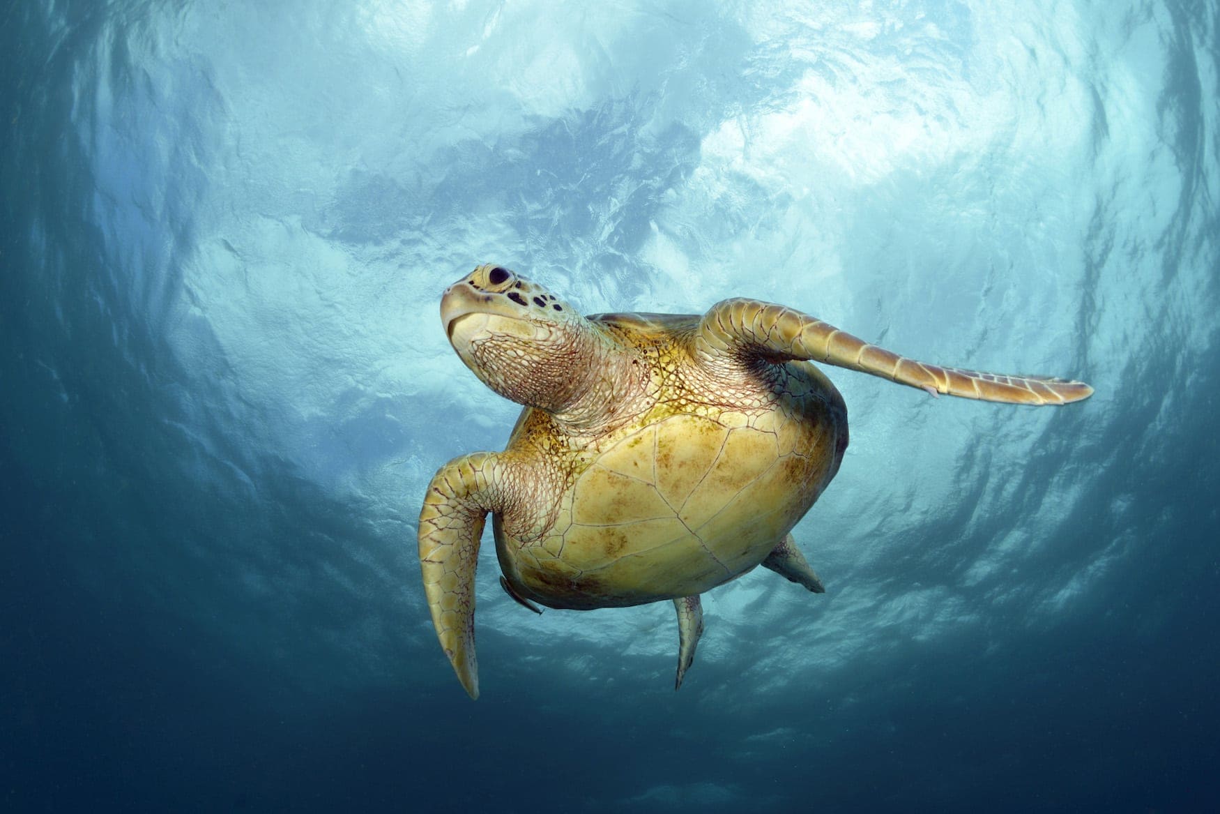 Suppenschildkröte auf Negros - Philippinen
