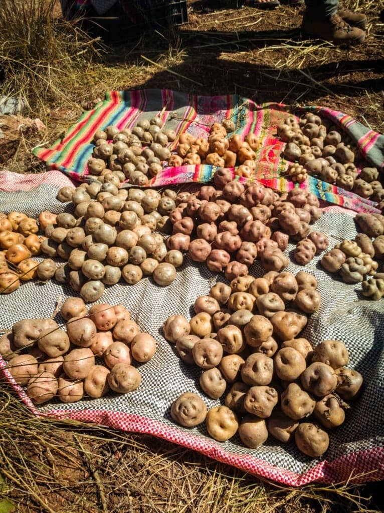 Kartoffeln auf Boden liegend in Peru