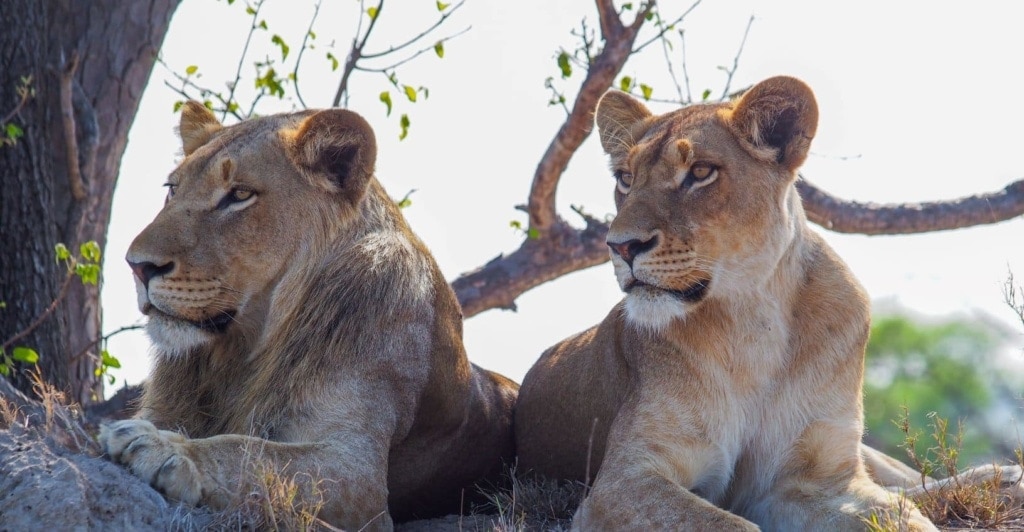 Löwen im Sabi Sabi Park