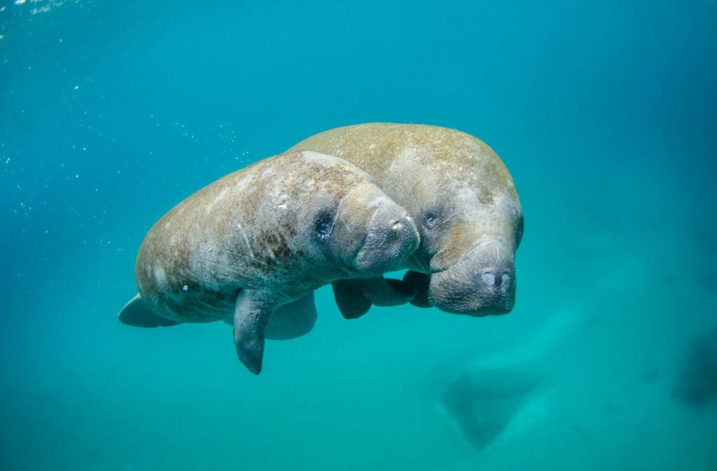 Manatee im Meer vor Fort Myers