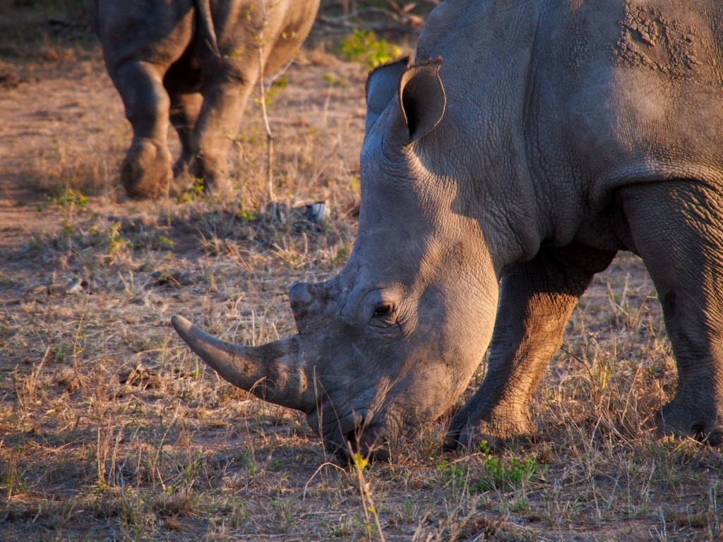 Spitzmaulnashorn