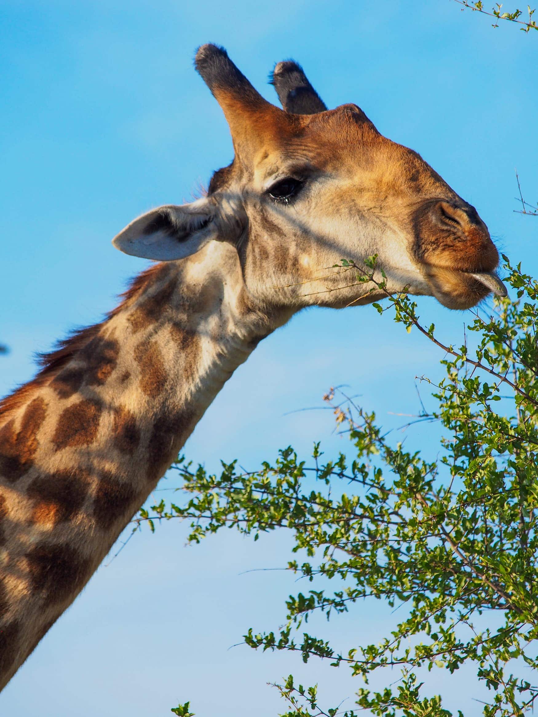 Giraffe, Afrika, Südafrika, Safari